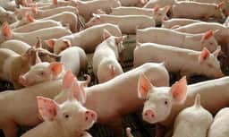 Brasil lidera exportações de carne suína