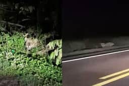 MS: onças surpreendem motorista na BR-262
