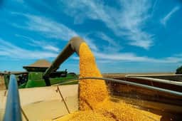 Conab eleva produção de milho no Brasil
