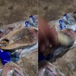 Peixes doados por prefeitura causam crise alérgica no RN