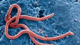 OMS prioriza tratamentos experimentais e vacinas contra cepa do Ebola na África