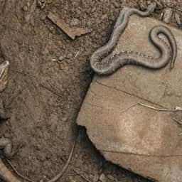 Cascavel e teiú resgatados em cisterna em MG