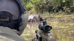 ICMBio retoma abate de búfalos em Rondônia
