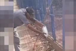 MT: Homem tem parte do dedo amputada após ser atacado por teiú