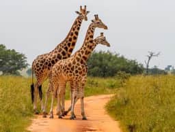 Girafas voltam ao Zoológico de BH