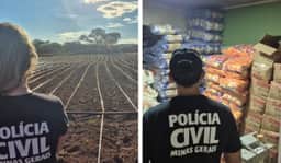 Polícia Civil acha plantio de maconha no Noroeste de Minas