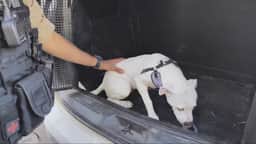 Mulher é presa em flagrante por deixar cachorro 24h dentro de carro