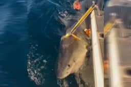 Tubarão-branco gigante do Atlântico reaparece a caminho da costa dos EUA