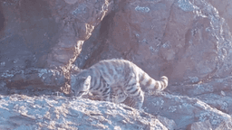 Registro inédito de gato-andino na Argentina anima conservação
