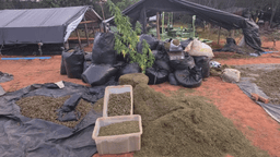 Homem é detido por fazenda com 290 mil pés de maconha