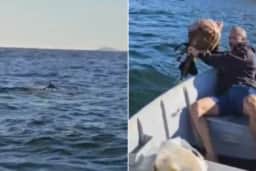 Baleia-jubarte fica presa em rede de pesca e "pede ajuda" em Niterói