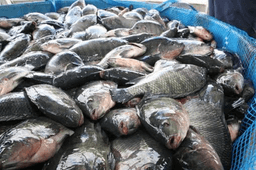 Minas consolida posição como terceiro maior produtor de peixes do Brasil
