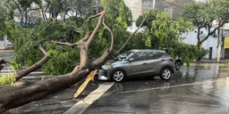 Árvore centenária caiu sobre dois carros na região Centro-Sul de BH após chuva intensa - Foto: TV Globo