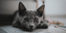 Gato - Foto: Freepik