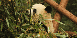 Xi Jinping anuncia envio de dois pandas para zoológico nos EUA