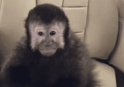 Macaco de ex-deputado ingere álcool e remédios e fere moradores em Salvador