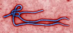 Novo caso de ebola na Nigéria amplia preocupação regional na África 