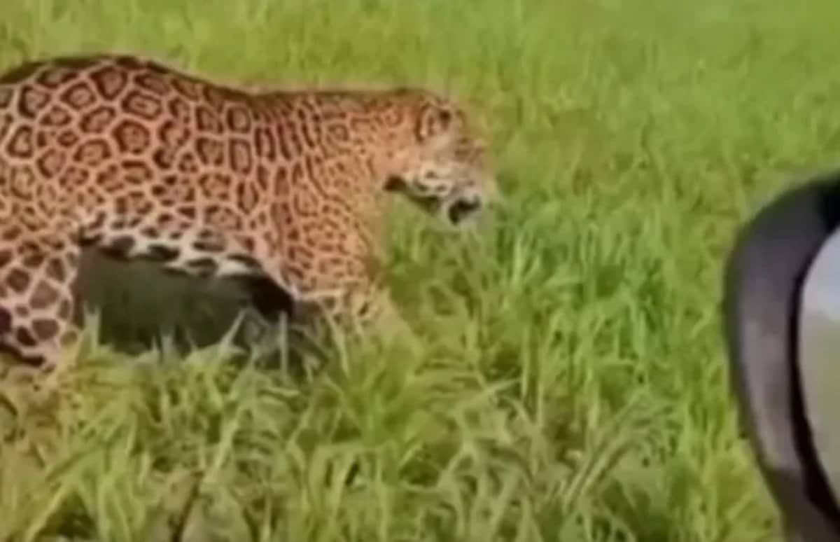 Fazendeiro é ‘escoltado’ por onça-pintada em lavoura de MT