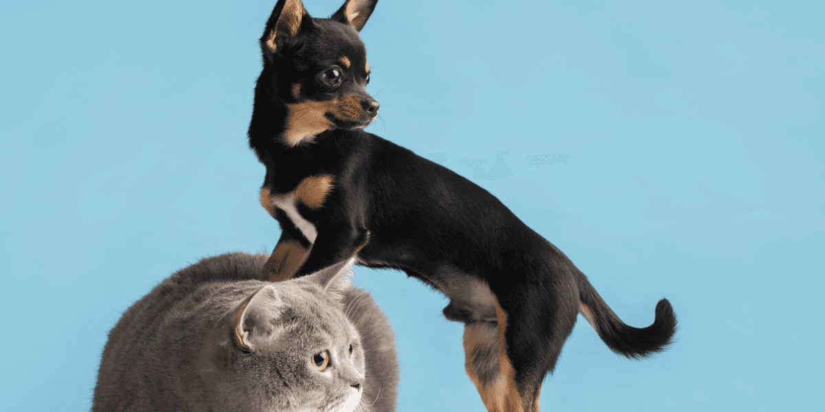 Após raiva em morcegos, Betim retoma vacinação em cães e gatos