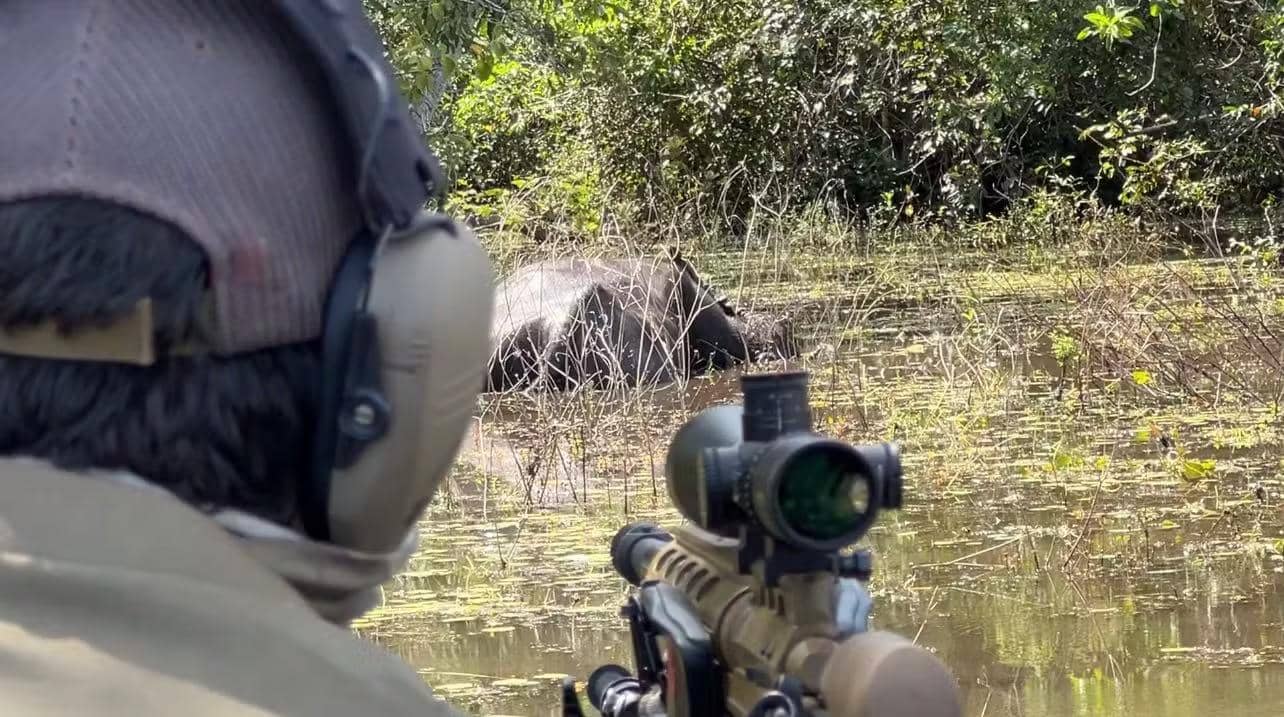 ICMBio retoma abate de búfalos em Rondônia