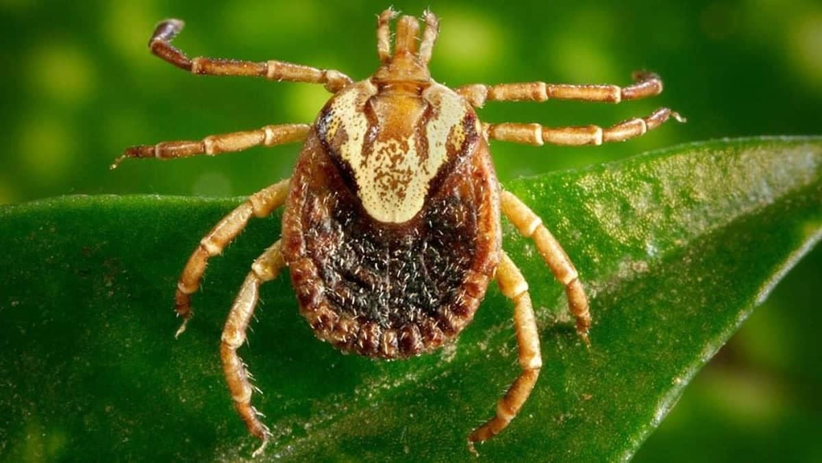 Febre maculosa já matou 11 pessoas em Minas Gerais em 2026