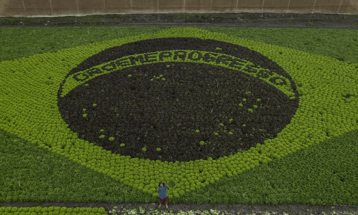Agricultor mineiro recria bandeira do Brasil com alface em 45 metros 