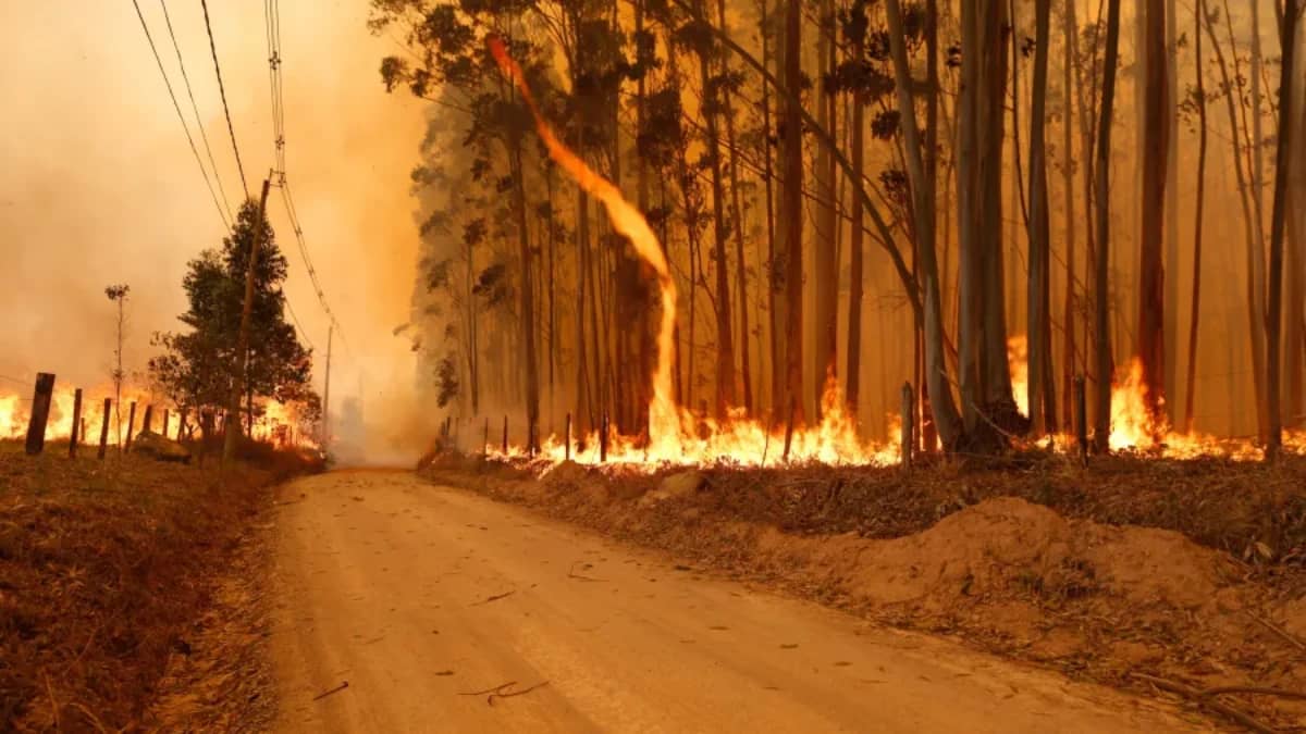 Incêndios criminosos colocam mais da metade do Amazonas em emergência