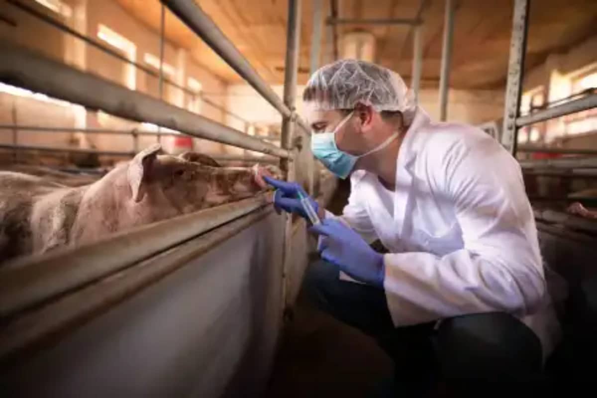 Brasil prevê testes com órgãos de porcos em humanos a partir de 2030