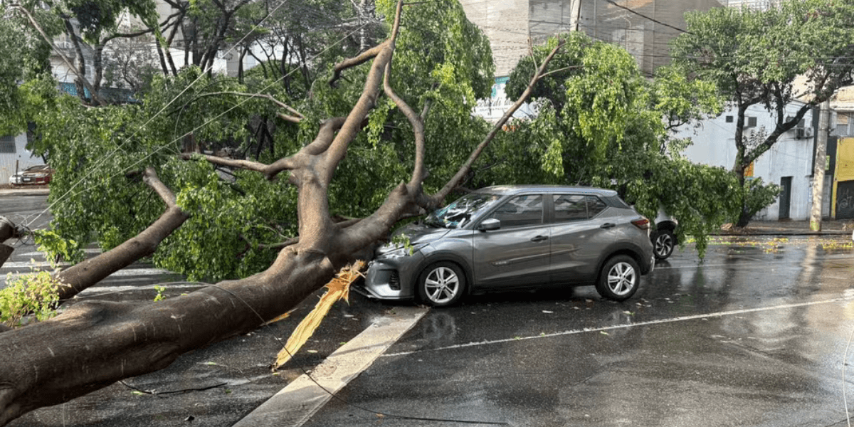 Árvore cai sobre carros e fiação elétrica durante chuva forte em BH