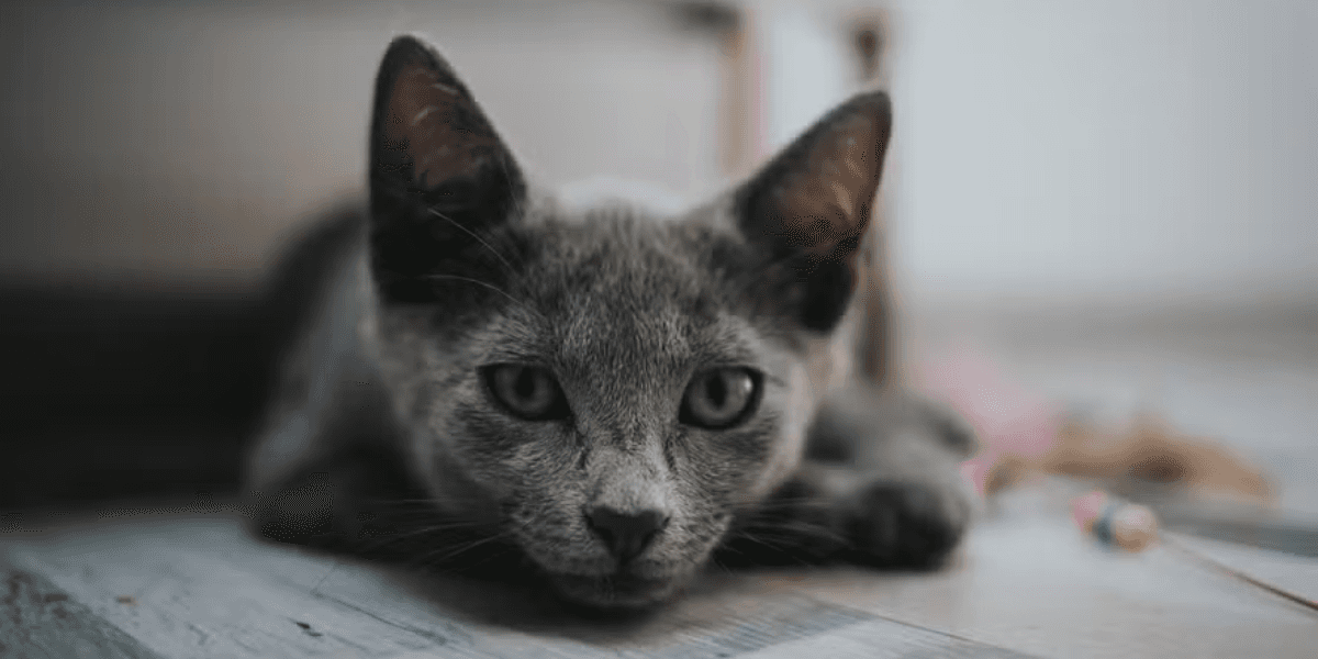 Adolescente é apreendido suspeito de torturar mais de 200 gatos em lives