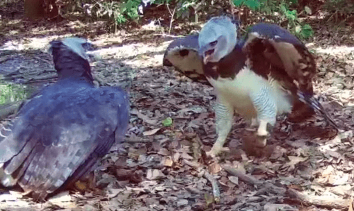 Casal de harpias é flagrado em armadilha fotográfica em MT