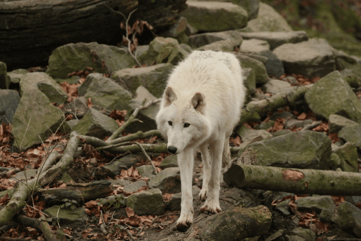 Foto: Wikimedia Commons