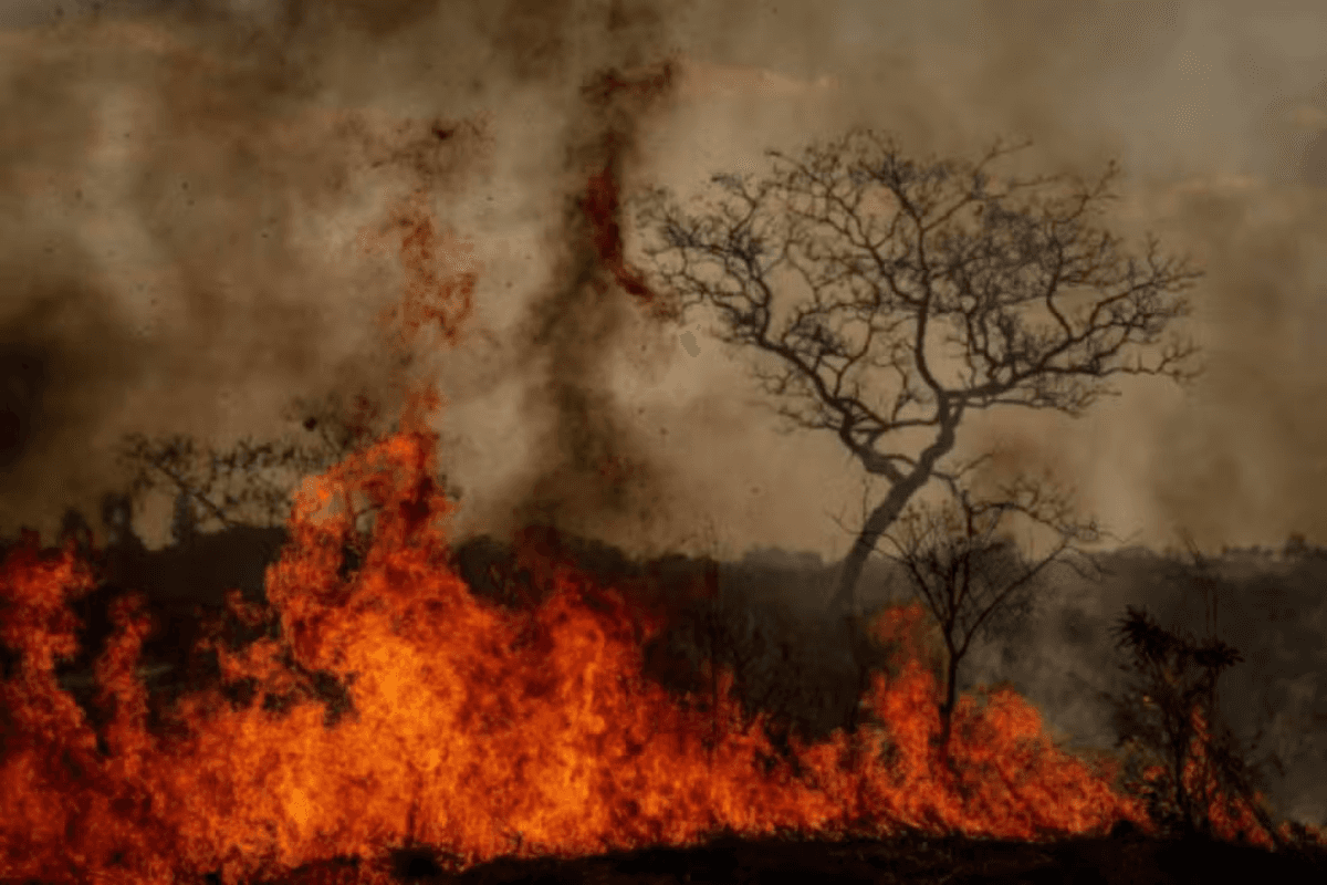 BH institui lei para prevenir incêndios e recuperar áreas atingidas por queimada
