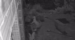 Onça é vista pela quarta vez na Grande BH