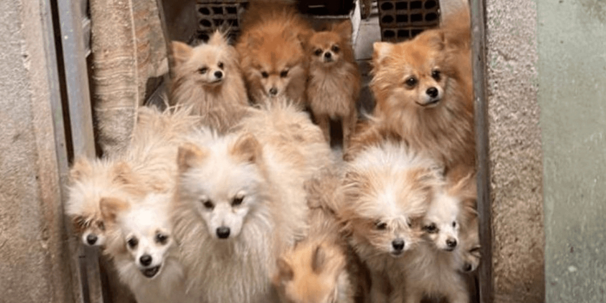 Polícia resgata 26 cães de raça em situação de maus-tratos em BH