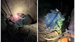 Vaca é resgatada de buraco de 5 metros em Minas
