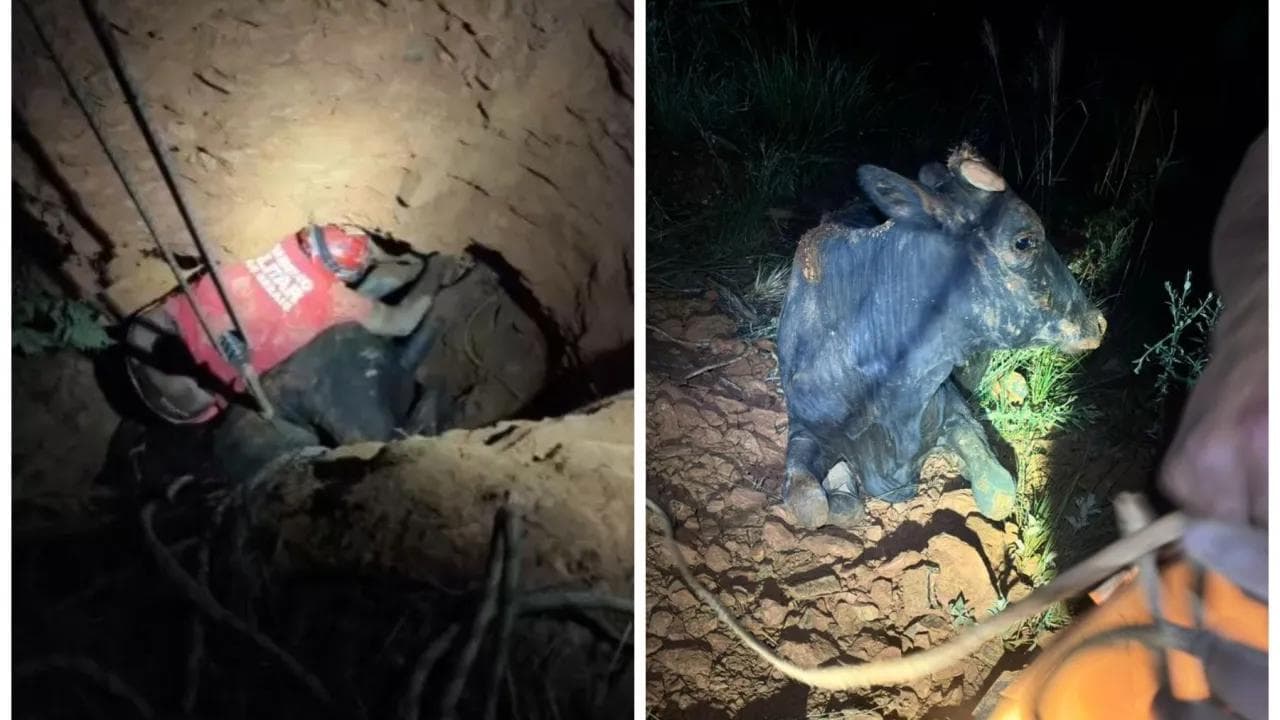 Vaca é resgatada de buraco de 5 metros em Minas