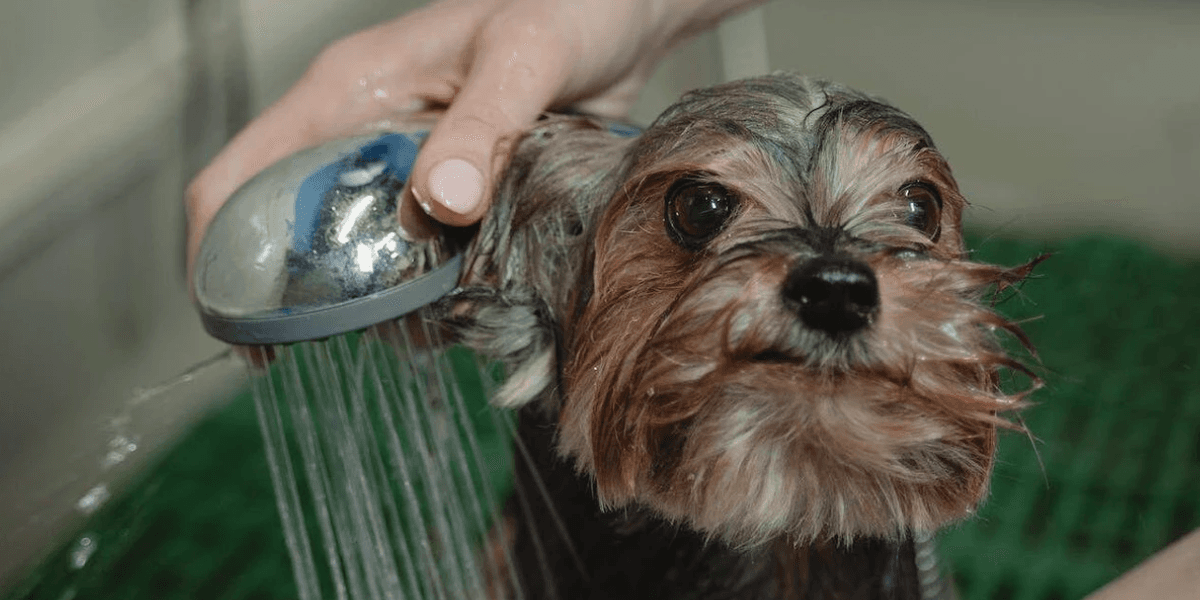 Cachorro tomando banho - Foto: Tima Miroshnichenko/Pixabay (imagem ilustrativa)