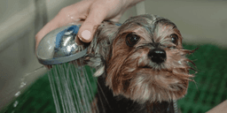 Banho e tosa em BH sobe até 19,3% em 2026