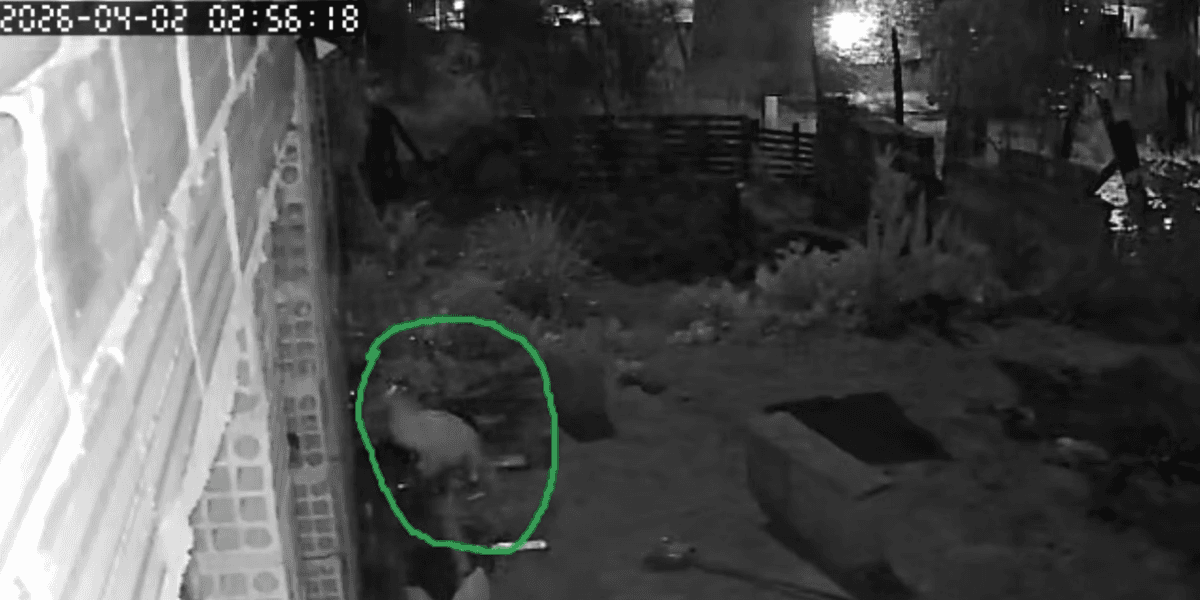 Onça em quintal assusta moradores na Grande BH