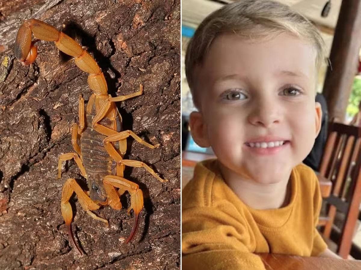 SP: menino de 3 anos morre após picada de escorpião