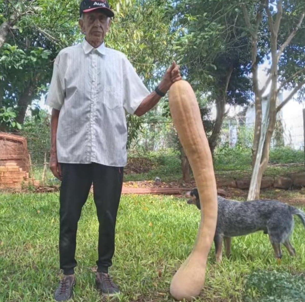 RS: abóbora gigante de 1,2 metro é colhida por idoso de 95 anos