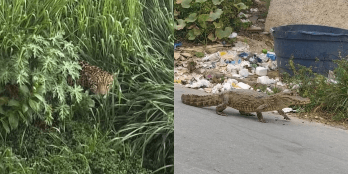 Bombeiros são enganados por IA com jacaré e onça em BH