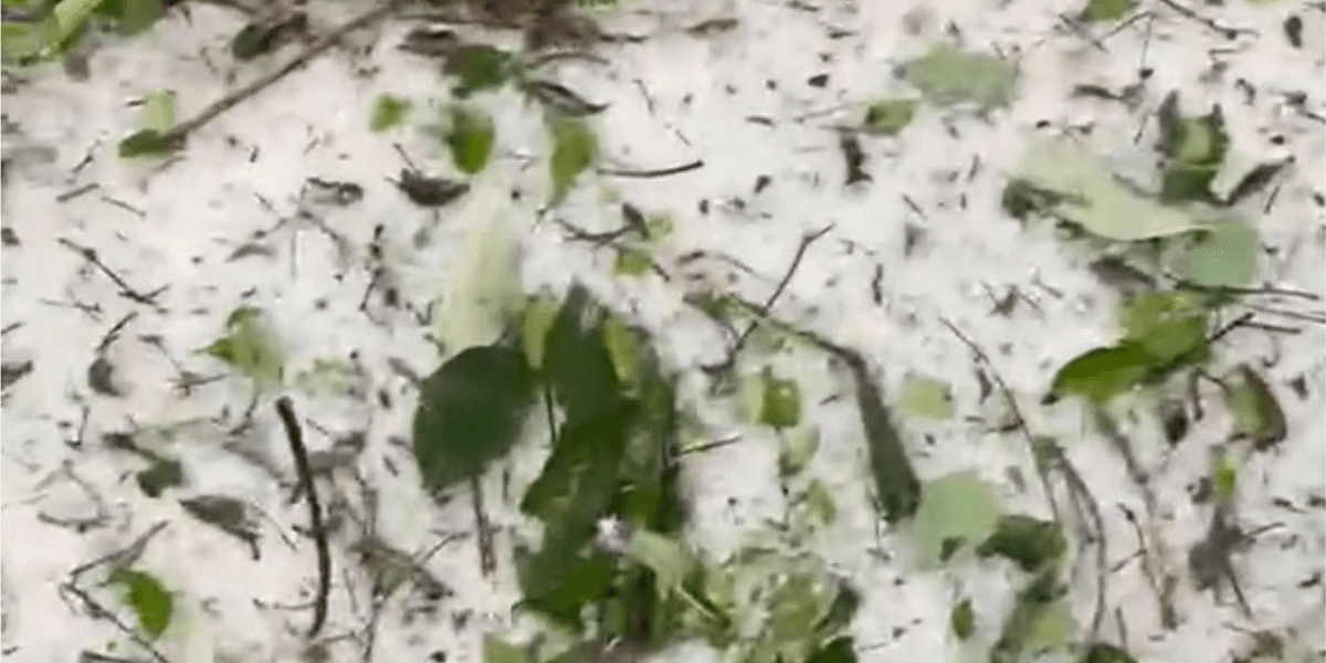 Vídeos mostram a grande quantidade de gelo nas plantações - Foto: Reprodução de vídeo / Redes sociais