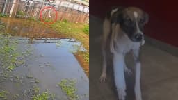 PA: Cadela é empurrada de passarela por ciclista 