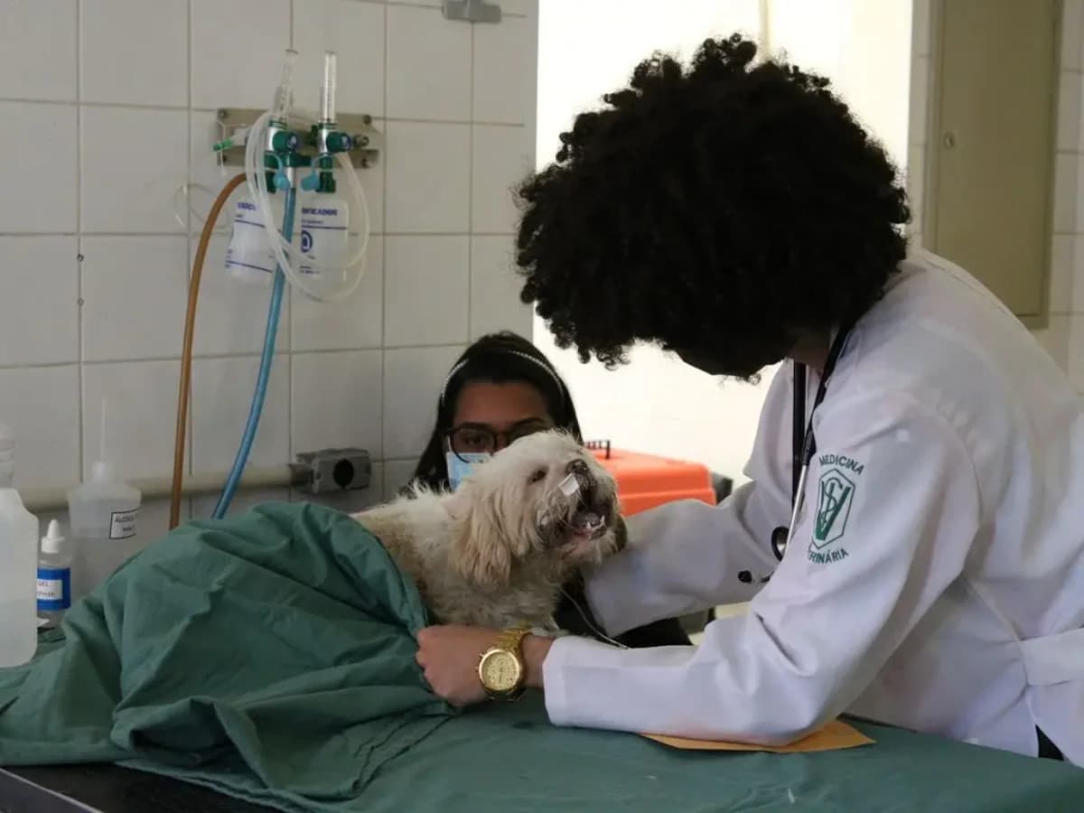 Procedimento em um consultório com médico veterinário - Foto: Rovena Rosa/Agência Brasil
