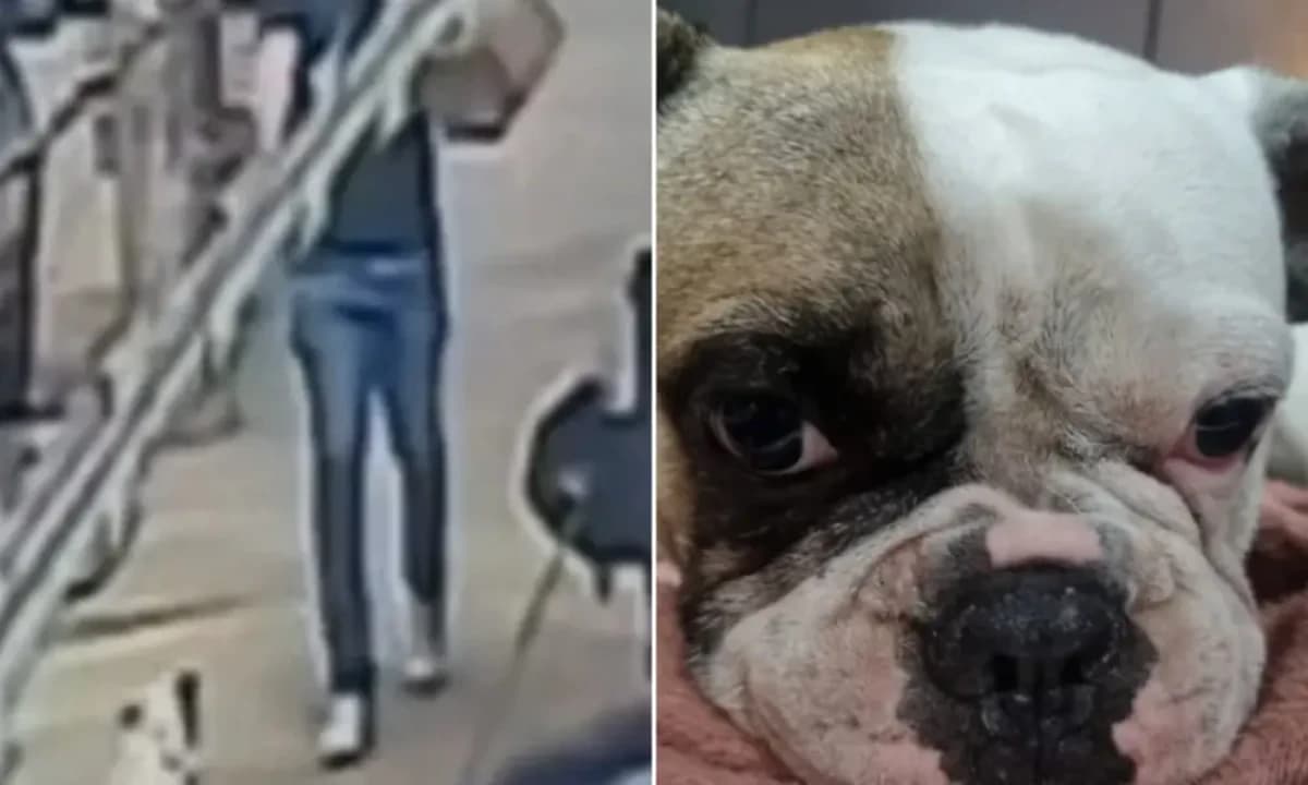 Cachorro baleado em BH sobrevive e aparece em vídeo após ser levado ao veterinário
