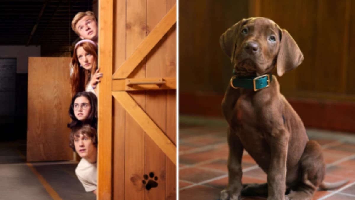 Imagens de "Scooby-Doo: A Origem"  • Divulgação/ Netflix