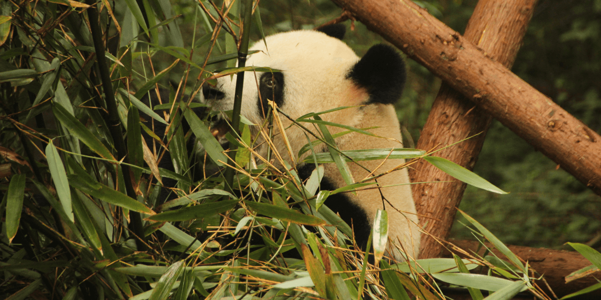 Panda - Foto: Freepik