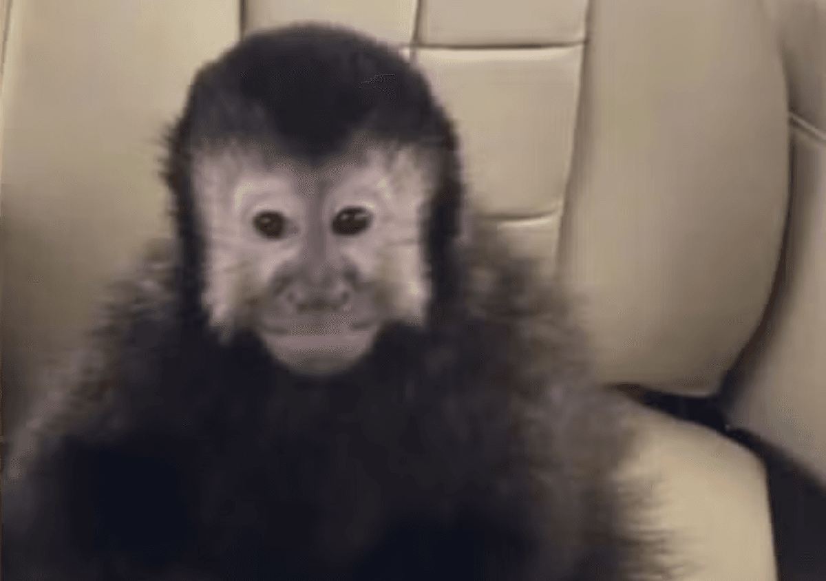Macaco de ex-deputado ingere álcool e remédios e fere moradores em Salvador